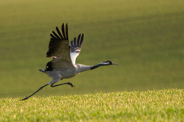  crane bird rises into the air