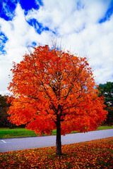 Lexington, Massachusetts, USA: 10 25 2025: The fall foliage red leaf landscape Minute Man National Historical Park at Massachusetts, USA. It commemorates the battle in the American Revolutionary War	
