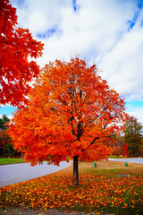 Naklejka premium Lexington, Massachusetts, USA: 10 25 2025: The fall foliage red leaf landscape Minute Man National Historical Park at Massachusetts, USA. It commemorates the battle in the American Revolutionary War
