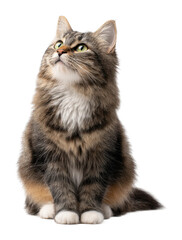 Obraz premium Curious cat looking up home animal isolated on transparent background