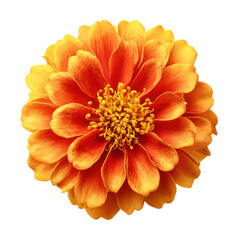 Vibrant orange flower nature isolated on transparent background