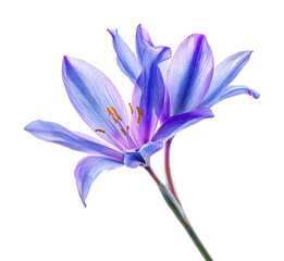 Fototapeta premium Blooming blue flower floral isolated on transparent background