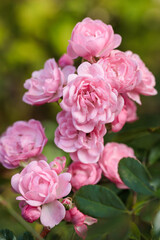 A cluster of pink Rosa flowers blooming together in warm sunlight. The lush petals and natural green background evoke freshness, joy, and the beauty of full summer bloom