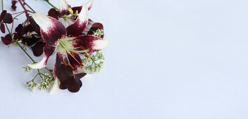 Bouquet with burgundy lilies on a white background. Background for greetings and postcards. © Olirina