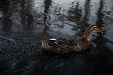 duck in the water
