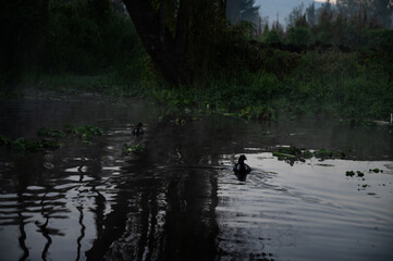 ducks in the water in the night