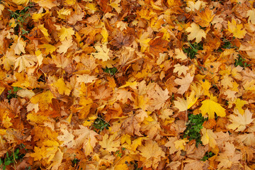 Fallen maple leaves creating a colorful autumn texture and natural background