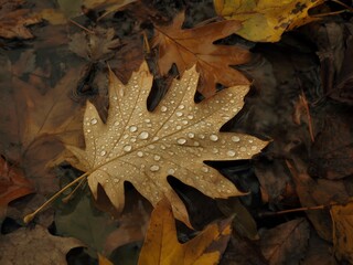 Captivating Close-Up of a Golden Autumn Leaf Adorned with Sparkling Dewdrops, Submerged and Resting on a Richly Textured Forest Floor After a Rain, Evoking a Moody and Serene Seasonal Ambiance