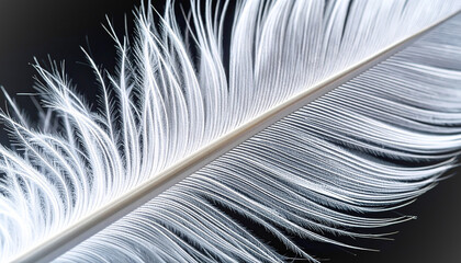 Extreme Close-up of Single White Feather Texture Detail