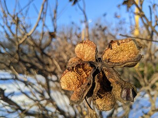 Rose of Sharon seed capsule in winter light over snowy background