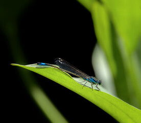 Bluetail damselfly on a green leaf
