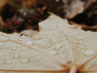 Autumn ground detail showing raindrops scattering over beige maple leaf