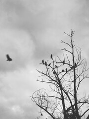 Monochrome silhouette of a flock of birds perched on bare tree branches