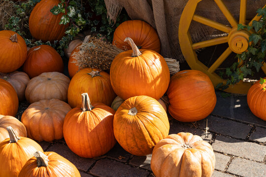 Pumpkins arranged with dried wheat and wooden wheel