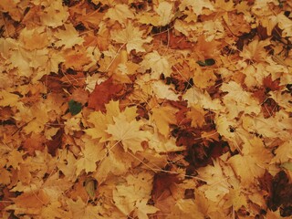 Golden maple leaves forming a warm rich textured autumn forest carpet