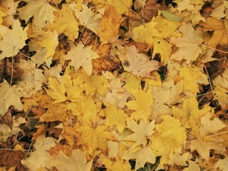 Autumn maple foliage scattered on ground with delicate straw