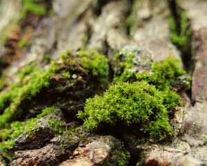 Aesthetic forest detail showing fuzzy moss patches on weathered tree skin 