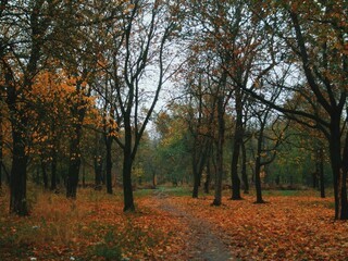 Fototapeta premium Autumn park path through trees under soft overcast sky 