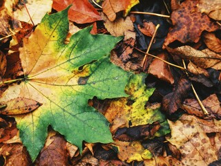 Vibrant maple leaf transitioning from summer green to autumn yellow and gold 