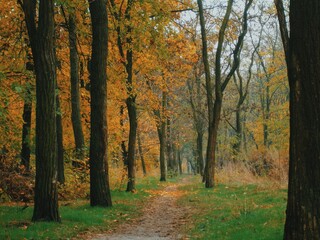 Whispering trunks lead into amber light beyond the winding walkway 