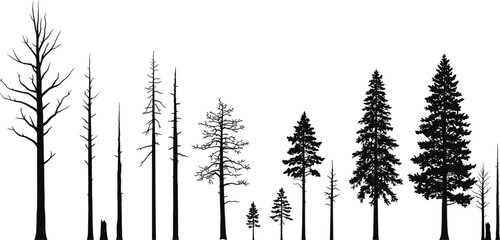 Tree growth stages silhouette, forest evolution illustration, nature design, pine and leafless tree vector