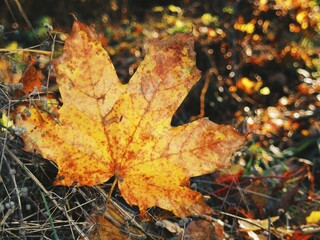 Sunlit maple leaf on twigs with warm autumn bokeh glow 