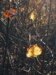 Last lingering autumn leaves catching warm sunlight among tangled bare branches