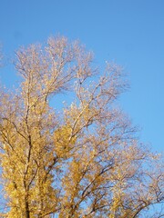 Vibrant golden autumn foliage against a clear bright blue sky on a sunny day