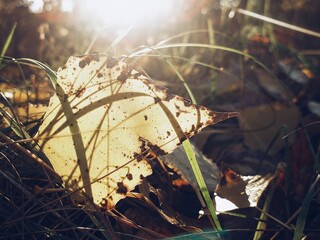 Low sun skims a tattered leaf, grass writes shadows across gold 