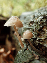 Close macro of brown fungi with droplets on decaying wood