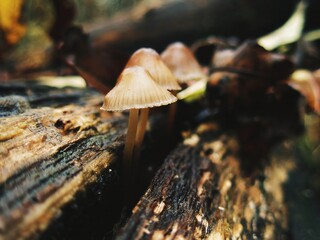 Fototapeta premium Sunlit tiny mushrooms emerging from a weathered log crevice in autumn