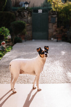 Small Andalusian bodeguero female dog, white with black spots, standing on a sunny outdoor terrace, garden gate in the background. Copy space. Concept of domestic pet, tranquility, and summer light