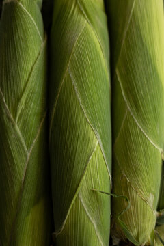 Fresh corn cobs in kitchen with green husks ready to cook