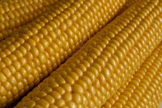 Fresh corn cobs showcasing natural textures
