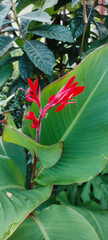 Close macro of red canna flower rising above broad green leaf in lush tropical garden. Vivid color, natural texture, and fresh foliage create striking exotic scene ideal for design, print and web.