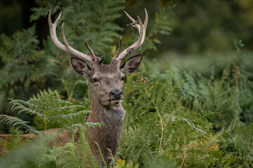 Red deer in the woods