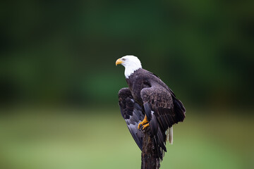 Close up of a bald eagle