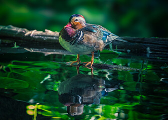 close up of a great crested grebe