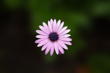 close up of a purple daisy flower