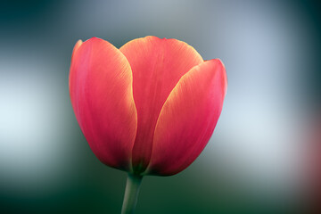 Close up of red and yellow tulip