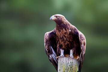 close up of red tailed hawk