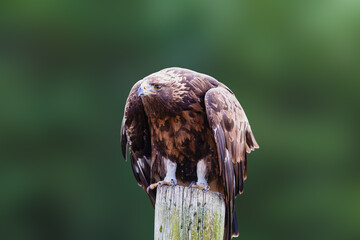 close of a red tailed hawk