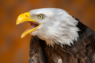 portrait of  an american Eagle