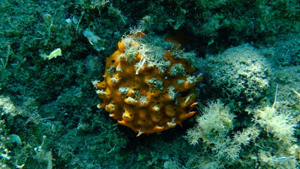 European thorny oyster (Spondylus gaederopus) coveded by oyster sponge or orange-red encrusting sponge (Crambe crambe) undersea, Aegean Sea, Greece, Halkidiki, Pirgos beach