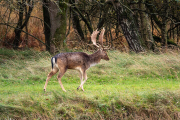 Wild Red Deer Stag Walking Through Quiet Grass Field Near a Dark Forest