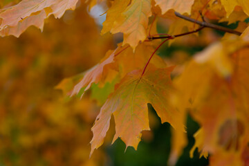 Beautiful autumn leaves showcasing vibrant colors in a natural setting