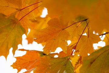 Beautiful autumn leaves glowing in warm sunlight during fall season