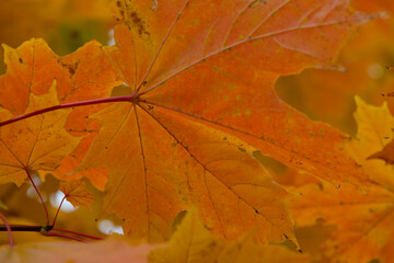 Colorful autumn leaves in shades of orange during a sunny day