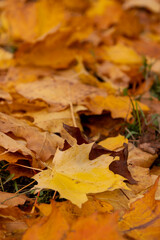 Colorful autumn leaves scattered on the ground in a park setting