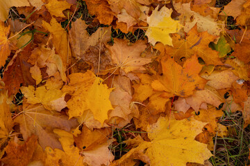 Colorful autumn leaves blanket the ground in a serene forest setting